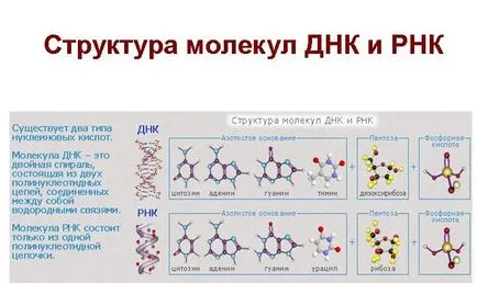 Mi különbözteti DNS és a RNS