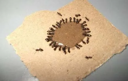 Küzdelem a hangyák saját nyaraló hagyományos módszerekkel és nem csak szeretik a kertemben (népi) Küzdelem a hangyák saját nyaraló hagyományos módszerekkel és nem csak szeretik a kertemben