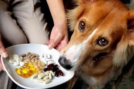 Mennyire hasznos vitaminok kutyák 8 az 1-ben