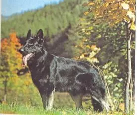 Egy könyvet olvas Encyclopedia kutyák