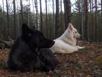 Mi megeszi a farkas, mind az állatokról (a farkas megeszi sarki tundra) Mi megeszi a farkas, mind az állatokról