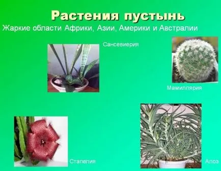 Hogy a nő a sivatagban