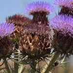 Hemlock (mérföldkövek mérgező) - tulajdonságokat és alkalmazás, ellenjavallatok (tulajdonságok) Hemlock (mérföldkövek mérgező) - tulajdonságokat és alkalmazás, ellenjavallatok