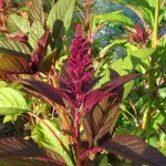 Hemlock (mérföldkövek mérgező) - tulajdonságokat és alkalmazás, ellenjavallatok (toxikus) Hemlock (mérföldkövek mérgező) - tulajdonságokat és alkalmazás, ellenjavallatok
