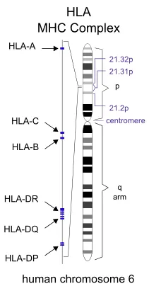 Mi MHC és a HLA