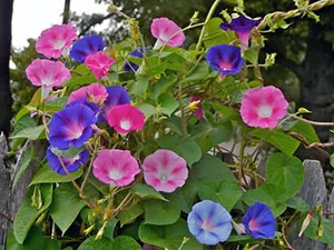 Hajnalka virág - a gondozás és ültetés; fotó Morning Glory, Morning Glory sok éve - növekvő magról