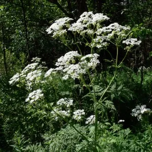 Hemlock (mérföldkövek mérgező) - tulajdonságokat és alkalmazás, ellenjavallatok (alkalmazás) Hemlock (mérföldkövek mérgező) - tulajdonságokat és alkalmazás, ellenjavallatok
