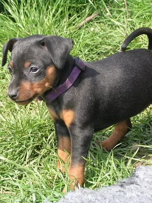 Miniature Pinscher fotó és videó miniatűr (törpe) pinscher, kutyafajták található mini (kutya) Miniature Pinscher fotó és videó miniatűr (törpe) pinscher, kutyafajták található mini