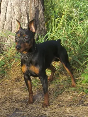 Miniature Pinscher fotó és videó miniatűr (törpe) pinscher, kutyafajták található mini (kutya) Miniature Pinscher fotó és videó miniatűr (törpe) pinscher, kutyafajták található mini