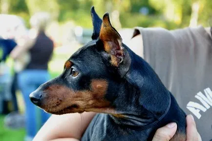 Miniature Pinscher fajta leírás, vélemény, szabályok az ellátás és a választék a kölyök (Breed) Miniature Pinscher fajta leírás, áttekintésre, szabályok ellátás és válasszon egy kiskutya