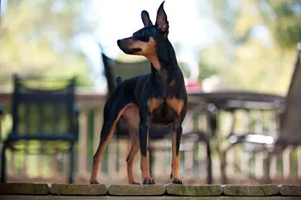Miniature Pinscher fajta leírás, vélemény, szabályok az ellátás és a választék a kölyök (Breed) Miniature Pinscher fajta leírás, áttekintésre, szabályok ellátás és válasszon egy kiskutya