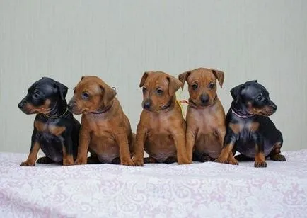 Miniature Pinscher fajta fotó és leírás, az ár és az értékelés a tulajdonosok