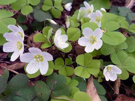 Sóska virág - ellátás az otthoni ültetés és tenyésztési oxalis; otthon oxalis - oksalis (telepítési) Sóska virág - ellátás az otthoni ültetés és tenyésztési oxalis; otthon oxalis - oksalis