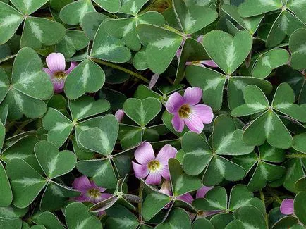 Sóska virág - ellátás az otthoni ültetés és tenyésztési oxalis; otthon oxalis - oksalis (home) Sóska virág - ellátás az otthoni ültetés és tenyésztési oxalis; otthon oxalis - oksalis