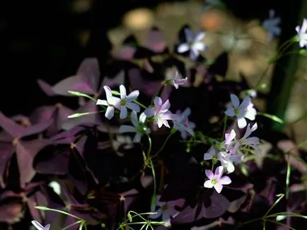 Sóska virág - ellátás az otthoni ültetés és tenyésztési oxalis; otthon oxalis - oksalis (kártevők) Sóska virág - ellátás az otthoni ültetés és tenyésztési oxalis; otthon oxalis - oksalis
