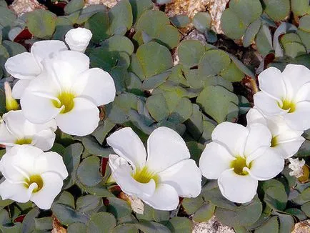 Sóska virág - ellátás az otthoni ültetés és tenyésztési oxalis; otthon oxalis - oksalis (reprodukció) Sóska virág - ellátás az otthoni ültetés és tenyésztési oxalis; otthon oxalis - oksalis