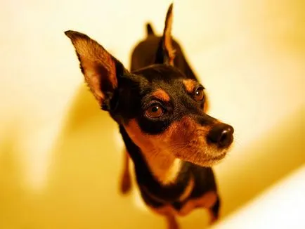 Miniature Pinscher fajta leírás, vélemény, szabályok az ellátás és a választék a kölyök (Breed) Miniature Pinscher fajta leírás, áttekintésre, szabályok ellátás és válasszon egy kiskutya