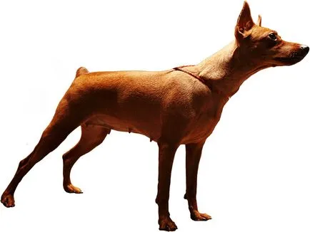 Miniature Pinscher fajta leírás, vélemény, szabályok az ellátás és a választék a kölyök (ellátás) Miniature Pinscher fajta leírás, áttekintésre, szabályok ellátás és válasszon egy kiskutya