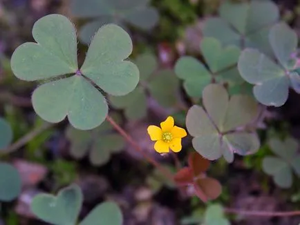 Sóska virág - ellátás az otthoni ültetés és tenyésztési oxalis; otthon oxalis - oksalis (osztás) Sóska virág - ellátás az otthoni ültetés és tenyésztési oxalis; otthon oxalis - oksalis
