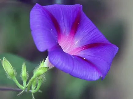 Hajnalka virág - a gondozás és ültetés; fotó Morning Glory, Morning Glory sok éve - növekvő magról
