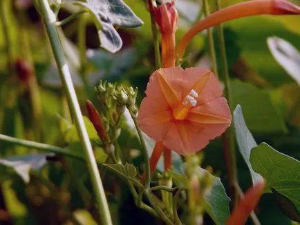 Hajnalka virág - a gondozás és ültetés; fotó Morning Glory, Morning Glory sok éve - növekvő magról