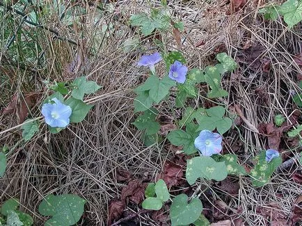 Hajnalka virág - a gondozás és ültetés; fotó Morning Glory, Morning Glory sok éve - növekvő magról