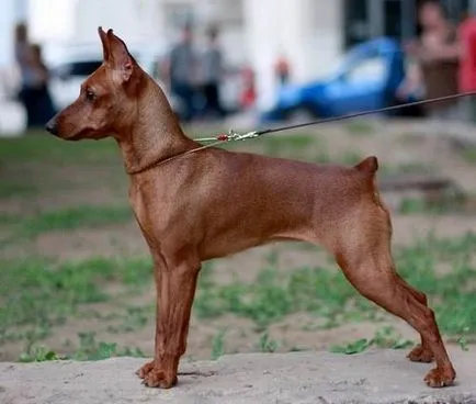 Miniature Pinscher fajta fotó és leírás, az ár és az értékelés a tulajdonosok