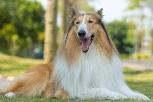 Dogipediya - minden a kutyákról - hírek, cikkek, fotók
