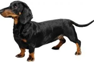 Dogipediya - minden a kutyákról - hírek, cikkek, fotók
