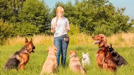 Kutya képzés, hogyan kell tanítani a csapat otthon, milyen titkokat, tanítani kuvasz as (képzés) Kutya képzés, hogyan kell tanítani a csapat otthon, milyen titkokat, tanítani kuvasz mint