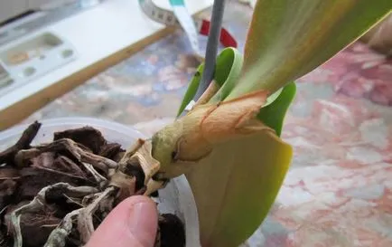 Phalaenopsis - sárga és elhervadnak a levelek