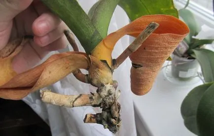 Phalaenopsis - sárga és elhervadnak a levelek