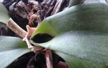 Phalaenopsis - sárga és elhervadnak a levelek