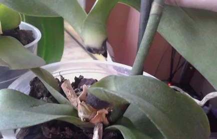 Phalaenopsis - sárga és elhervadnak a levelek