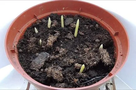 Datolyapálma a csontok - a termesztési és ápolási otthon, fotó, videó