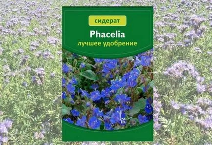 Phacelia mint siderate koca mikor és hogyan kell alkalmazni (Phacelia) Phacelia mint zöldtrágya ha a növény, és hogyan kell alkalmazni
