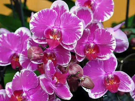 Phalaenopsis - sárga és elhervadnak a levelek
