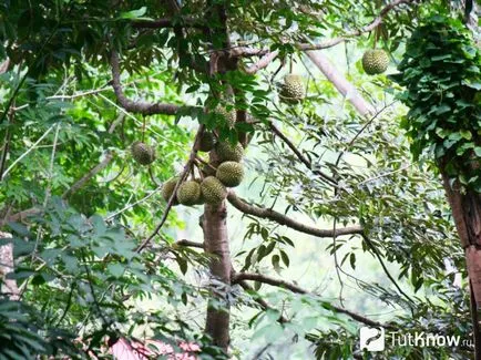Durian hasznos tulajdonságok, kár, kalória, hogyan kell enni
