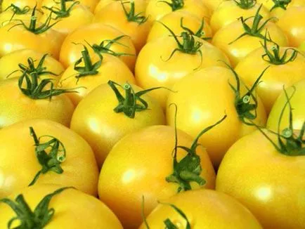Tények paradicsom paradicsom egy bogyó, zöldség vagy gyümölcs (növényi) Tények paradicsom paradicsom egy bogyó, zöldség vagy gyümölcs