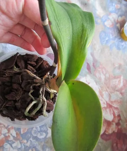 Phalaenopsis - sárga és elhervadnak a levelek