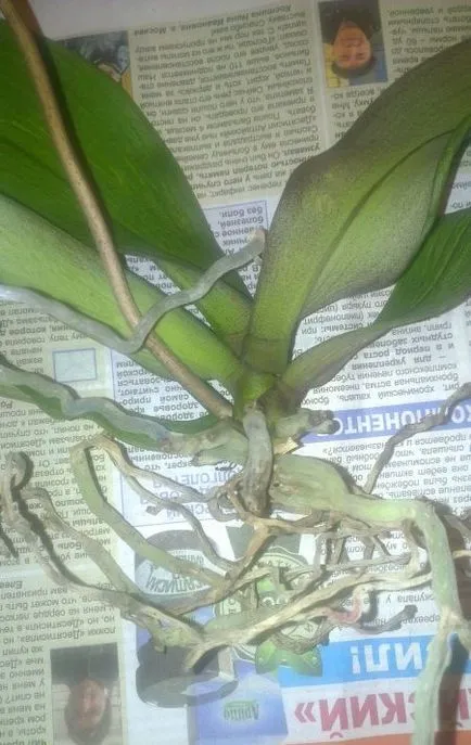 Phalaenopsis - sárga és elhervadnak a levelek