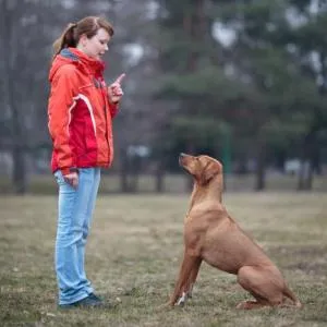 A fő parancsok kutyáknak