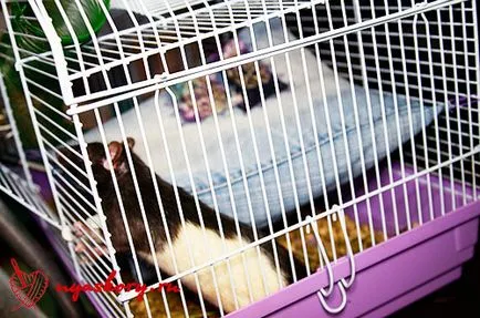 Hammock patkány műhelyek és ötletek saját kezűleg, hello, blogger legérdekesebb blogok Runet