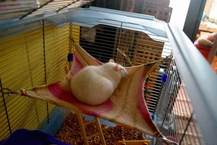 Hammock patkány műhelyek és ötletek saját kezűleg, hello, blogger legérdekesebb blogok Runet