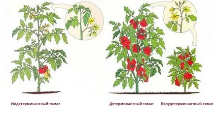 Hogyan csípje paradicsom üvegházban