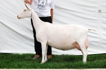 Ápolás és karbantartás kecske