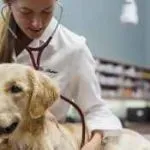 Stroke tüneteinek kutyák kezelés, a gyógyszerek, elsősegély, a tünetek korai jelek, következmények