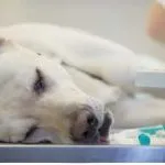 Stroke tüneteinek kutyák kezelés, a gyógyszerek, elsősegély, a tünetek korai jelek, következmények