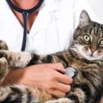 Stroke Macskák - okai, tünetei, elsősegély, kezelése (tünetek) Stroke Macskák - okai, tünetei, elsősegély, kezelés