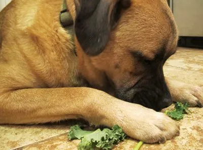 Milyen vitaminokra van szükség, hogy a kutyák